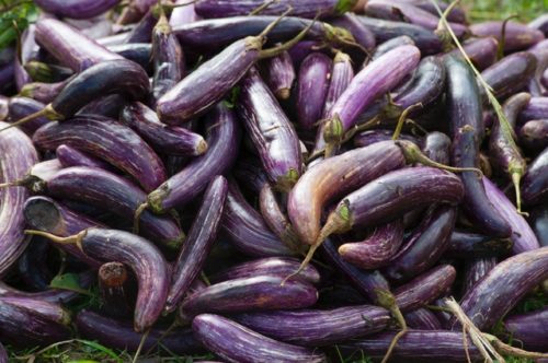 Fairy tale eggplant