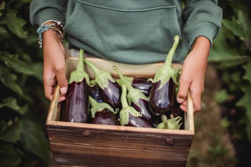 10 Types of Eggplant